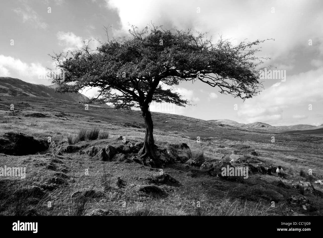 Seul l'Aubépine arbre dans le Burren. L'Irlande Banque D'Images