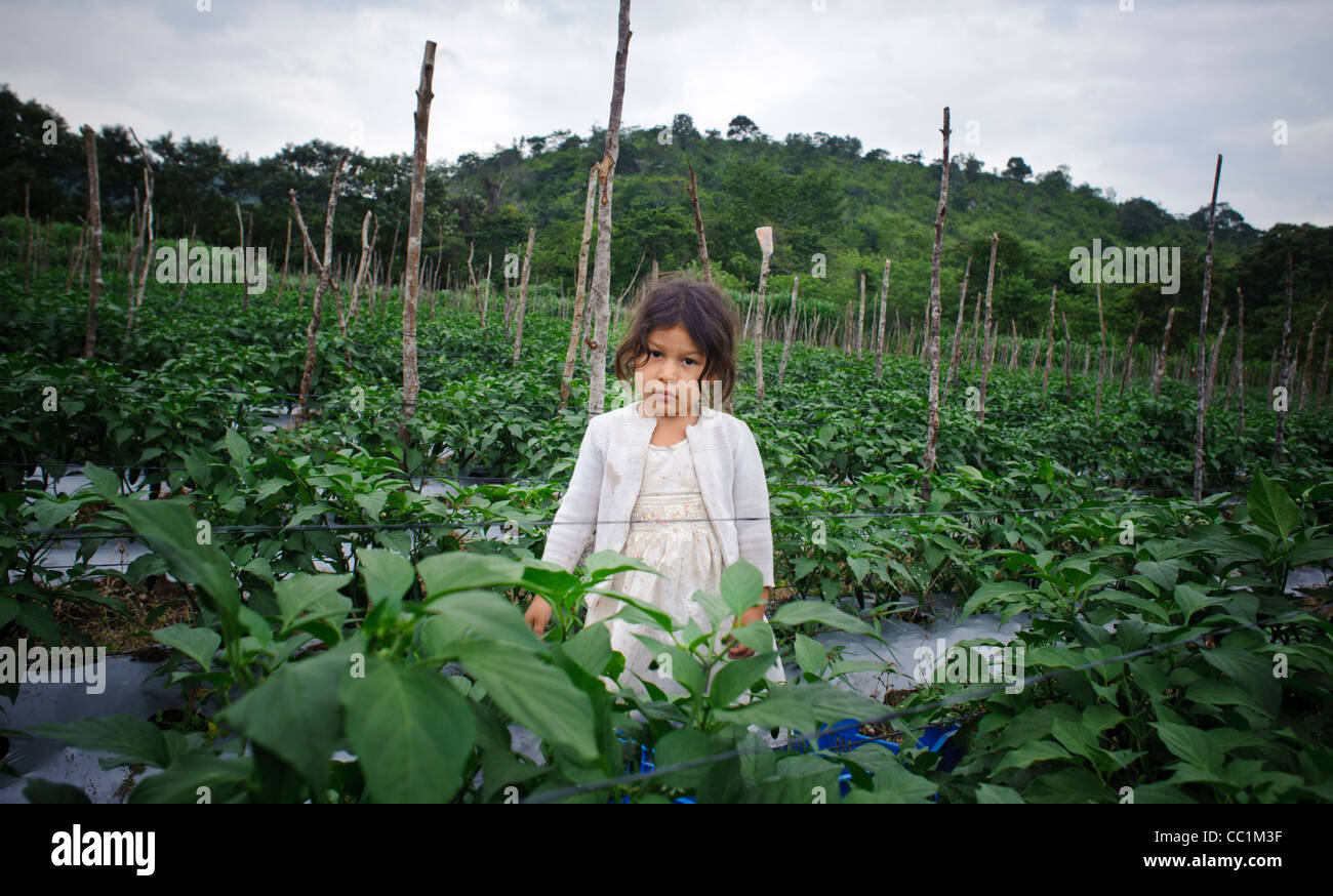 Très jeune fille dans un domaine jalapeña où sa mère est la récolte au Honduras Banque D'Images