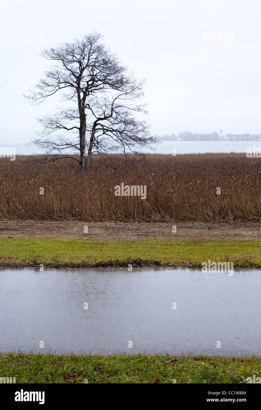 Vertical image d'un arbre sans feuilles, un jour de pluie dans les champs de l'herbe brune, d'un ruisseau à l'avant-plan, un lac à l'arrière. Banque D'Images