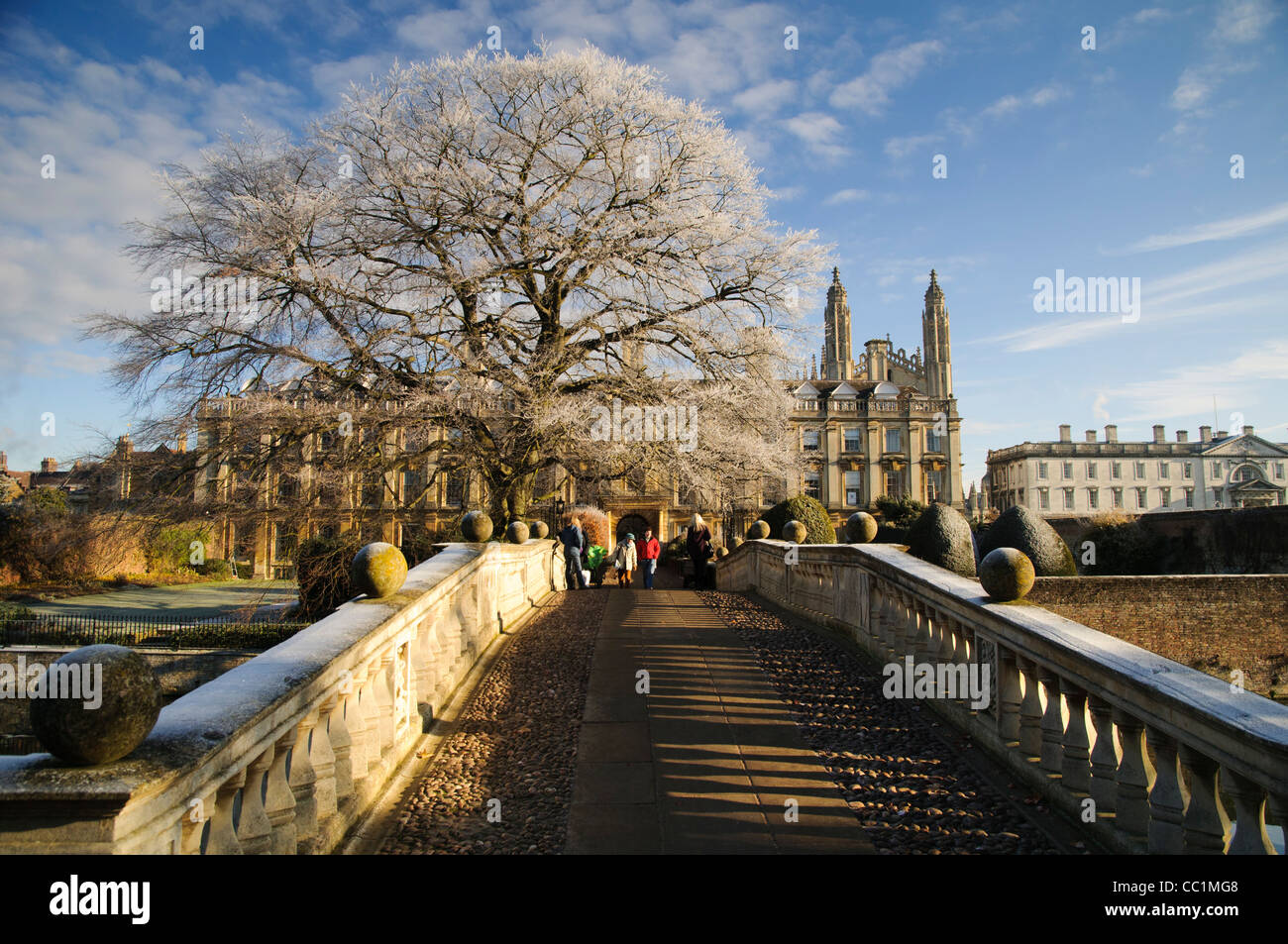 Beech tree par Clare Bridge, Cambridge, en hiver. Banque D'Images