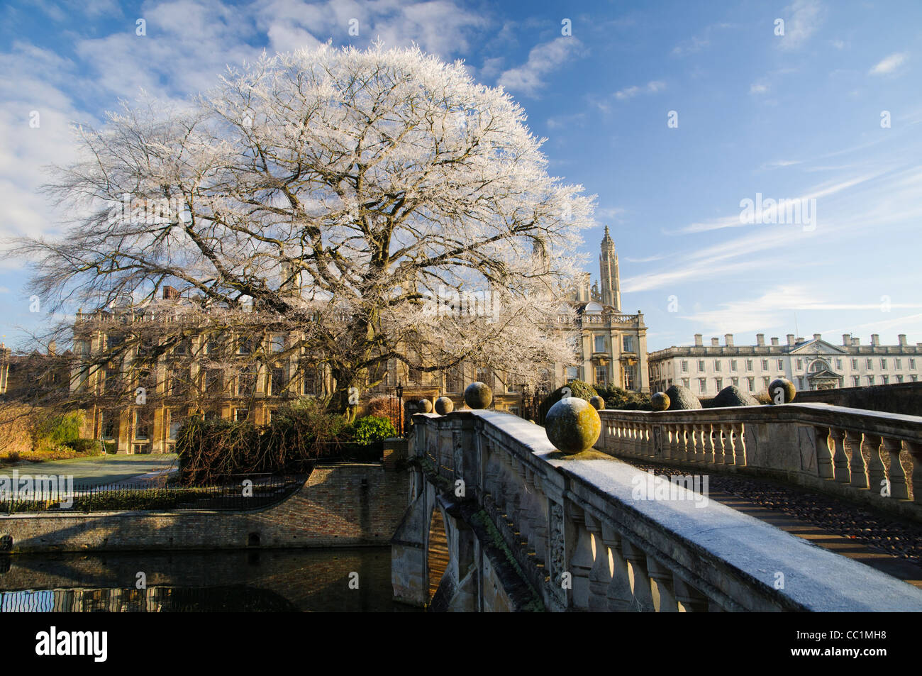 Beech tree par Clare Bridge, Cambridge, en hiver. Banque D'Images