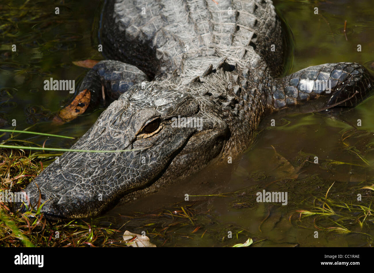 Alligator Alligator mississippiensis), (Okefenokee National Wildlife Refuge, Floride, USA Banque D'Images