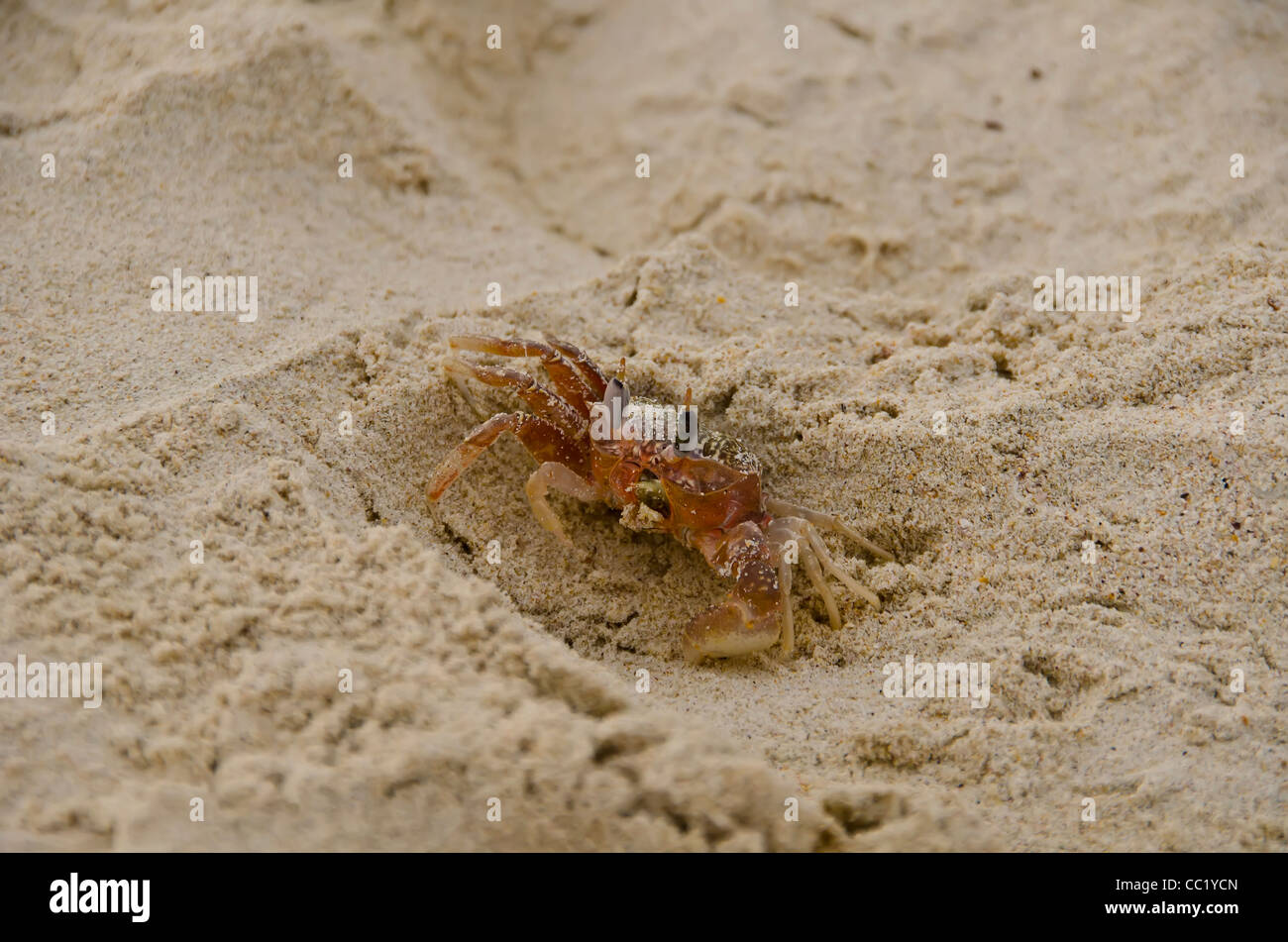 Le crabe fantôme ou crabe sable closeup portrait à Las Bachas Beach, Santa Cruz Island, îles Galapagos, Equateur Banque D'Images