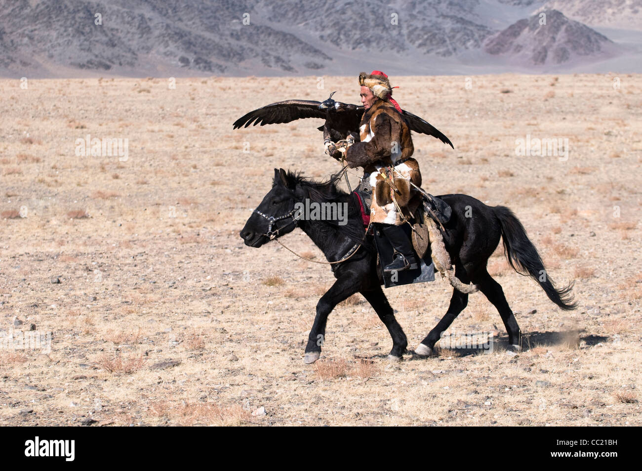 Un chasseur avec son aigle aigle dans la région de l'Altaï de Mongolie occidentale. Banque D'Images