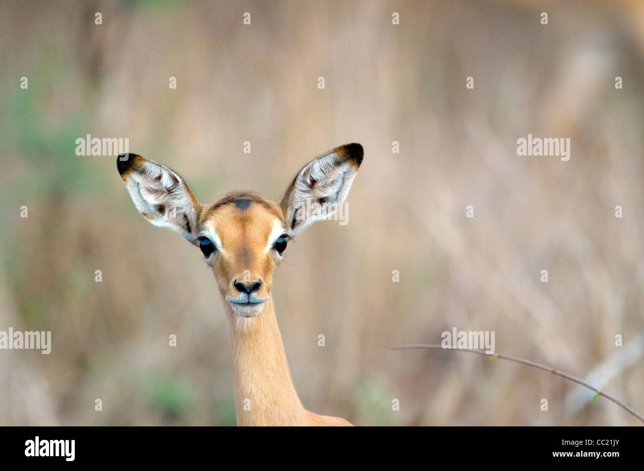 Le parc national Kruger en Afrique du Sud est célèbre pour le visionnement de jeu à des prix abordables. Impala Bébé Banque D'Images