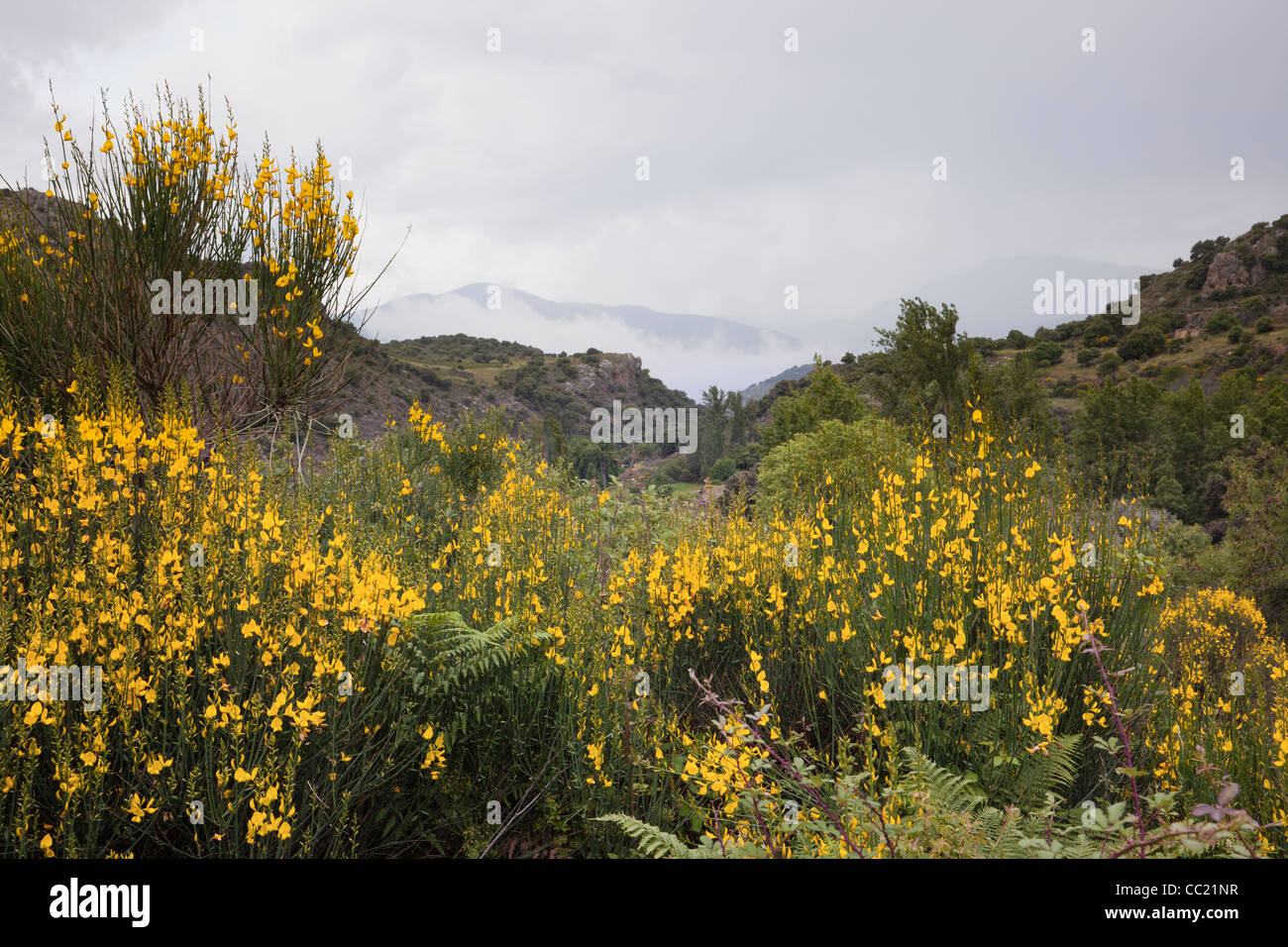Fleurs jaunes sauvages dans le brouillard dans le parc national de la Sierra Nevada en Espagne Banque D'Images