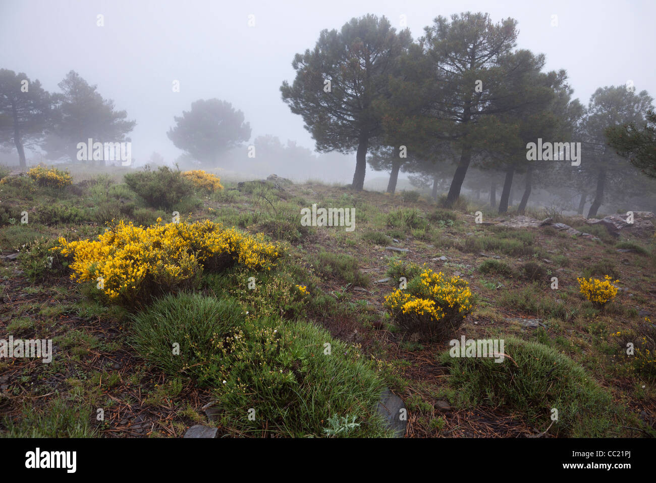Des arbres et des fleurs dans le brouillard sur le haut de parc national de la Sierra Nevada en Espagne Banque D'Images