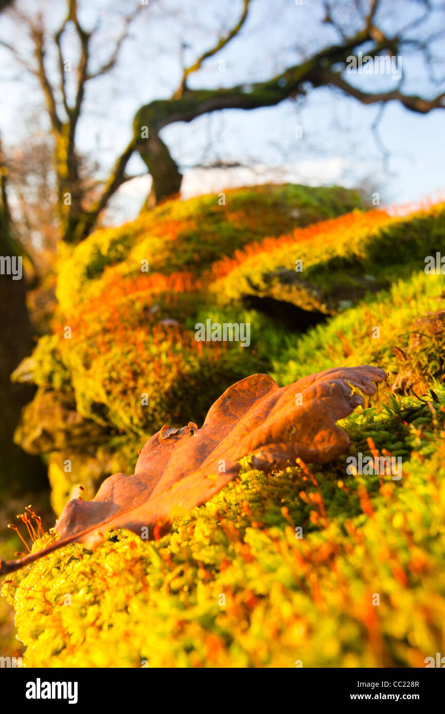 Reproduire sur une mousse sur mur de pierres sèches Orrest Head au-dessus de Windermere dans le Lake District, Cumbria, Royaume-Uni. Banque D'Images