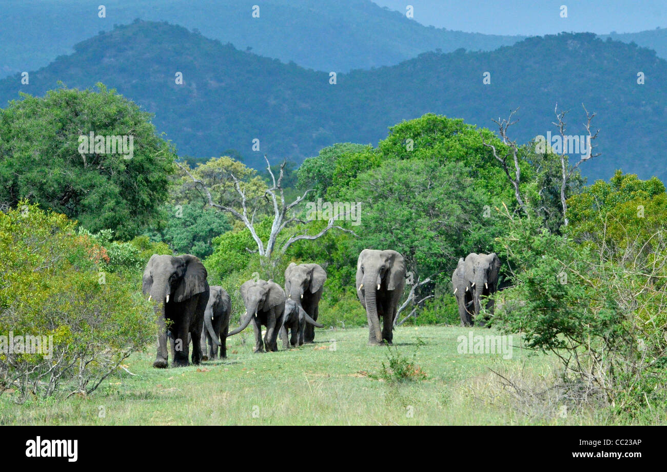 Le parc national Kruger en Afrique du Sud est célèbre pour le visionnement de jeu à des prix abordables. Famille d'éléphants. Banque D'Images