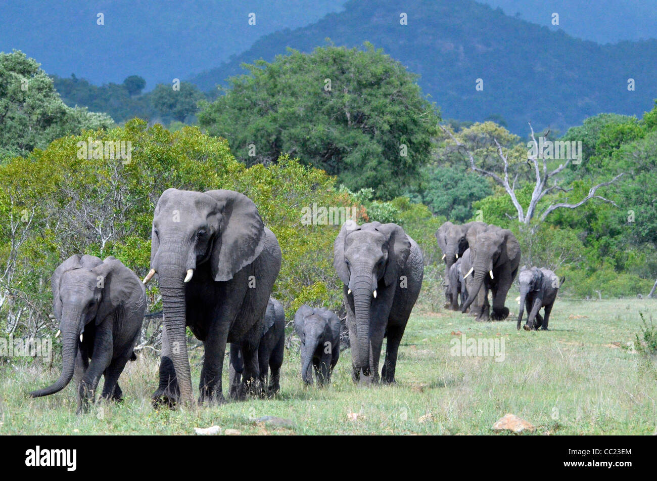 Le parc national Kruger en Afrique du Sud est célèbre pour le visionnement de jeu à des prix abordables. Famille d'éléphants Banque D'Images