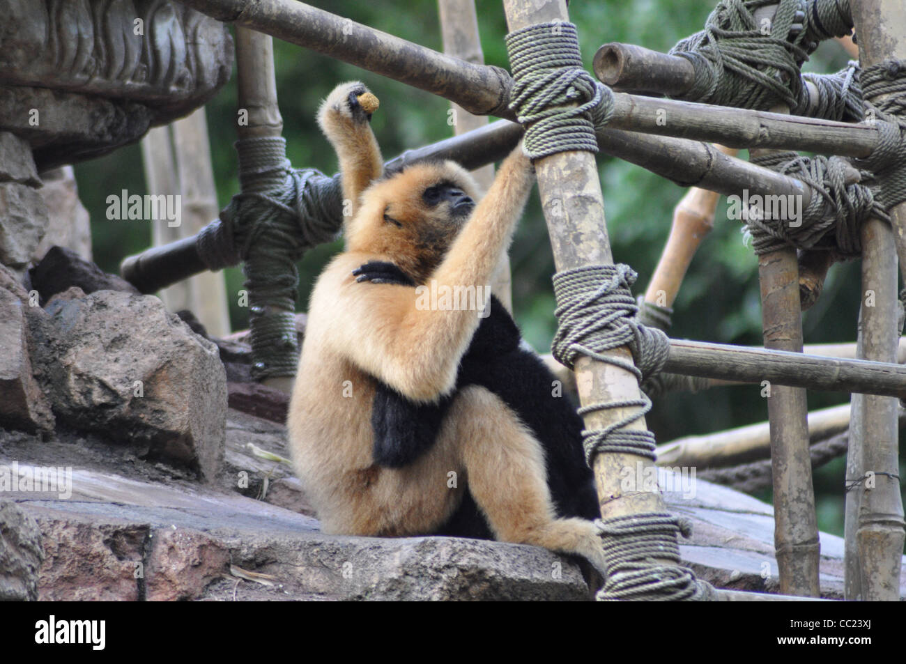 Monkey, des singes, des singes hugging in tree house Banque D'Images