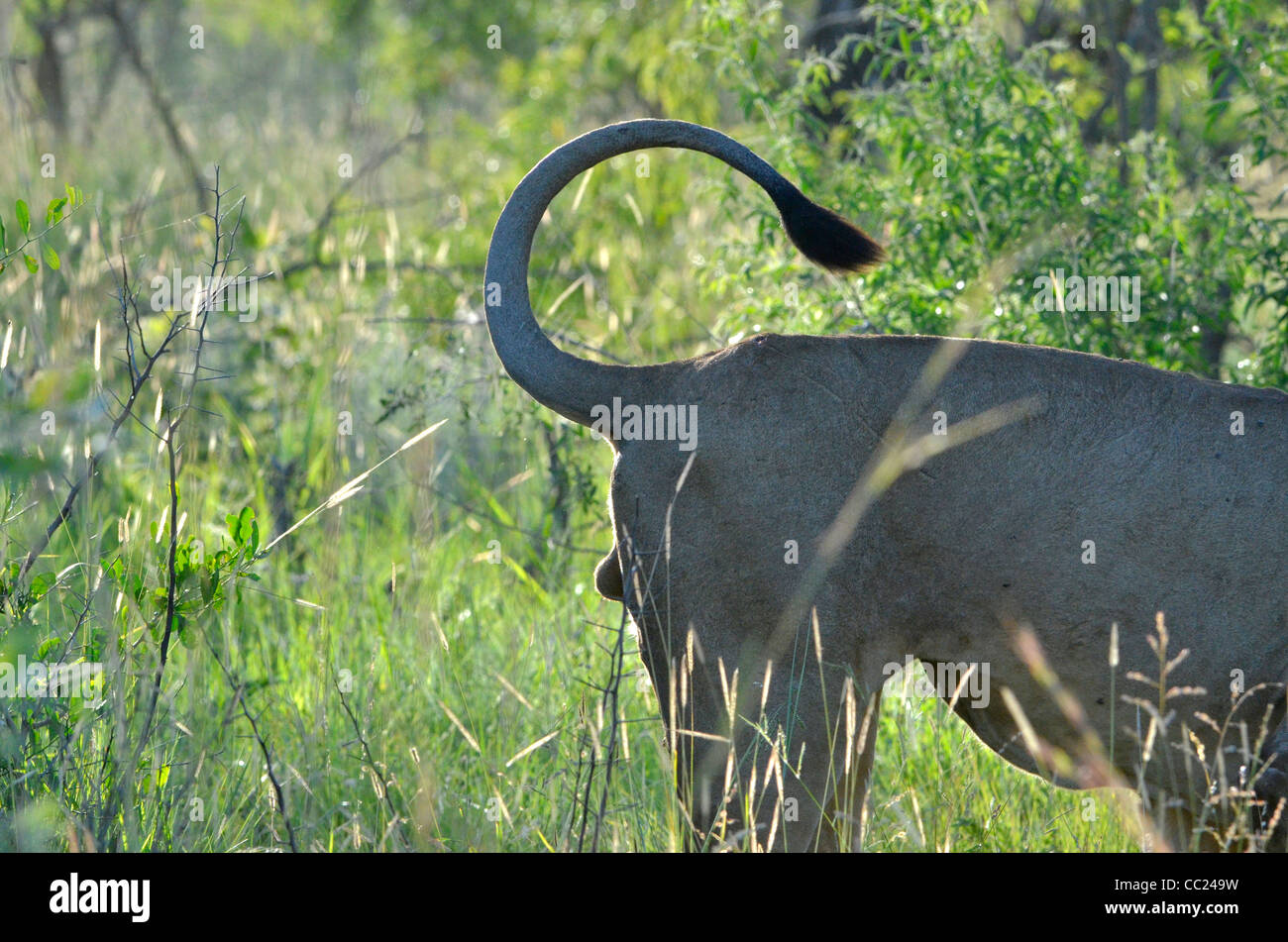 Le parc national Kruger en Afrique du Sud est célèbre pour le visionnement de jeu à des prix abordables. Lion mâle en colère Banque D'Images