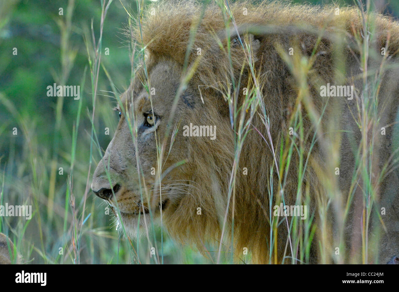 Le parc national Kruger en Afrique du Sud est célèbre pour le visionnement de jeu à des prix abordables. Lion mâle en colère dans l'herbe Banque D'Images