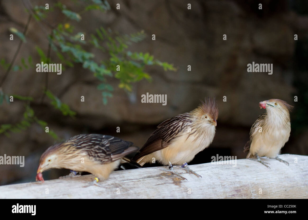 Trois Guira Cuckoo oiseaux manger souris bébé oiseau coucou Ce n'est pas parasitaire et est le foyer de l'Amérique du Sud Banque D'Images