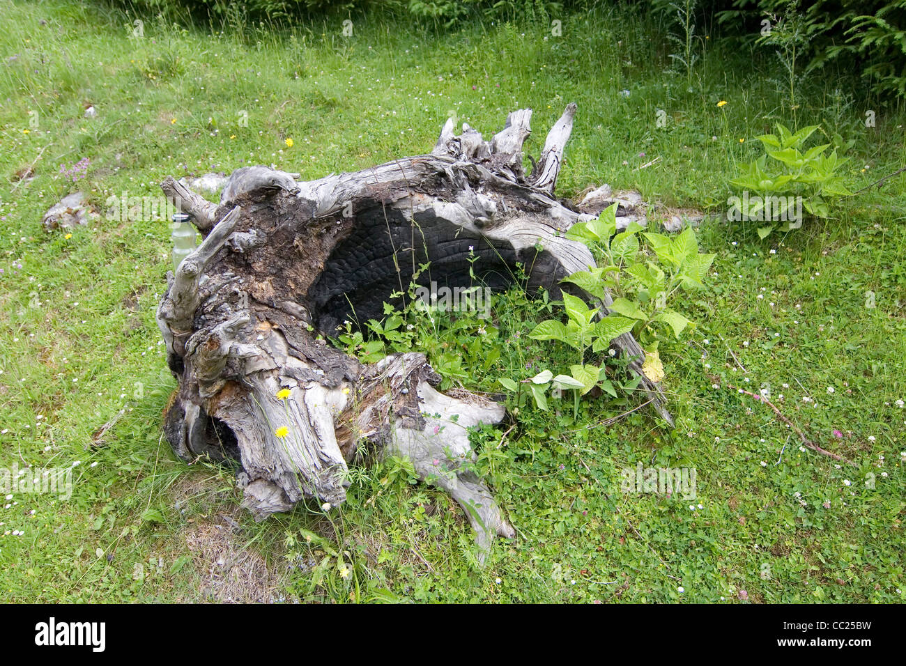 Les montagnes Rarau partie de l'Est des Carpates, Bucovine du Sud, Roumanie Banque D'Images