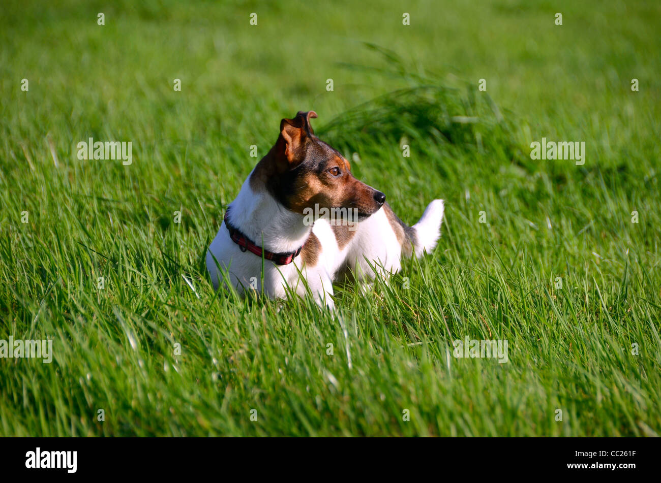 Cute Litte Jack Russell Terrier tricolore debout dans l'herbe regardant sur le terrain Banque D'Images