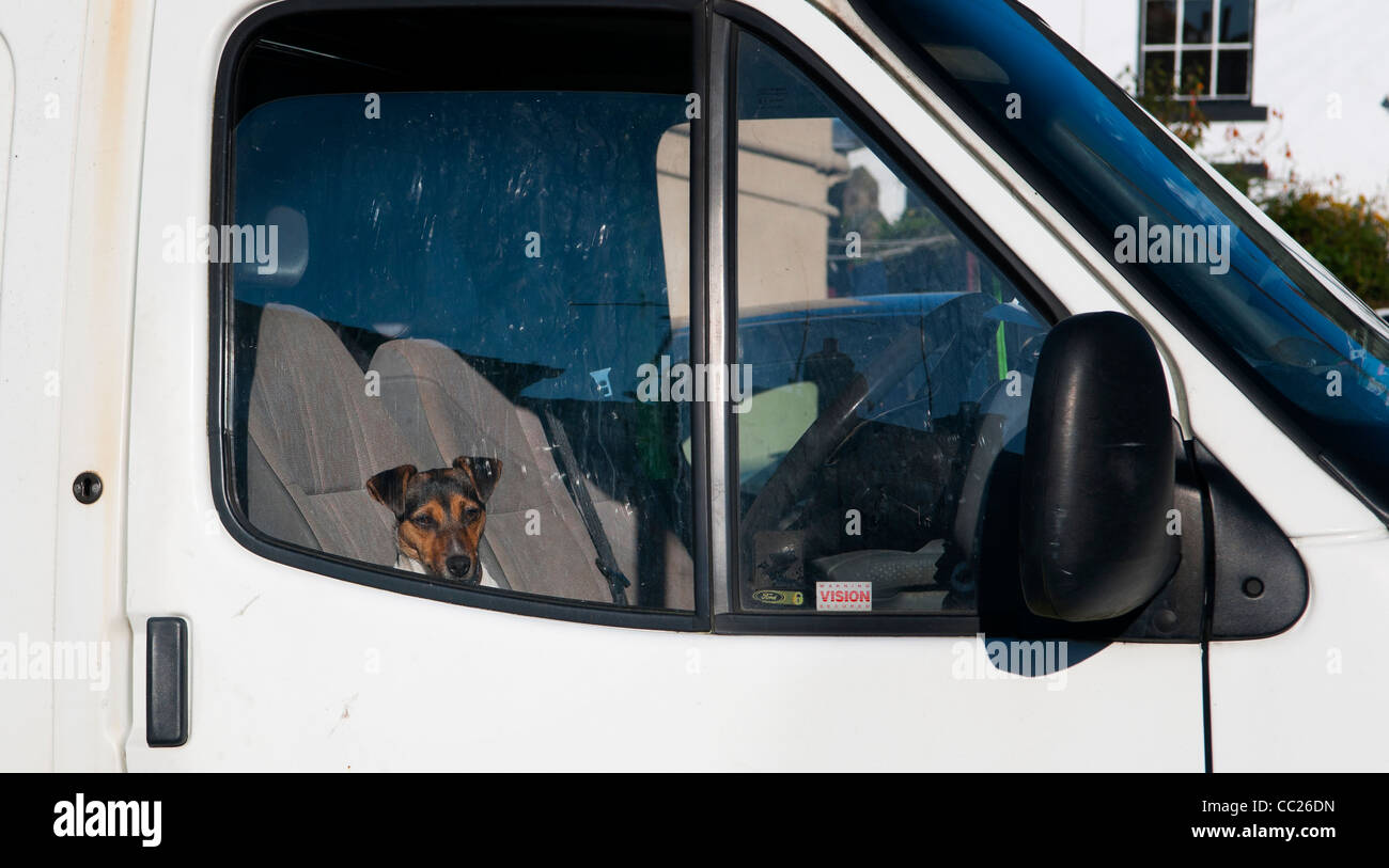 Jack Russell dans van cab Banque D'Images