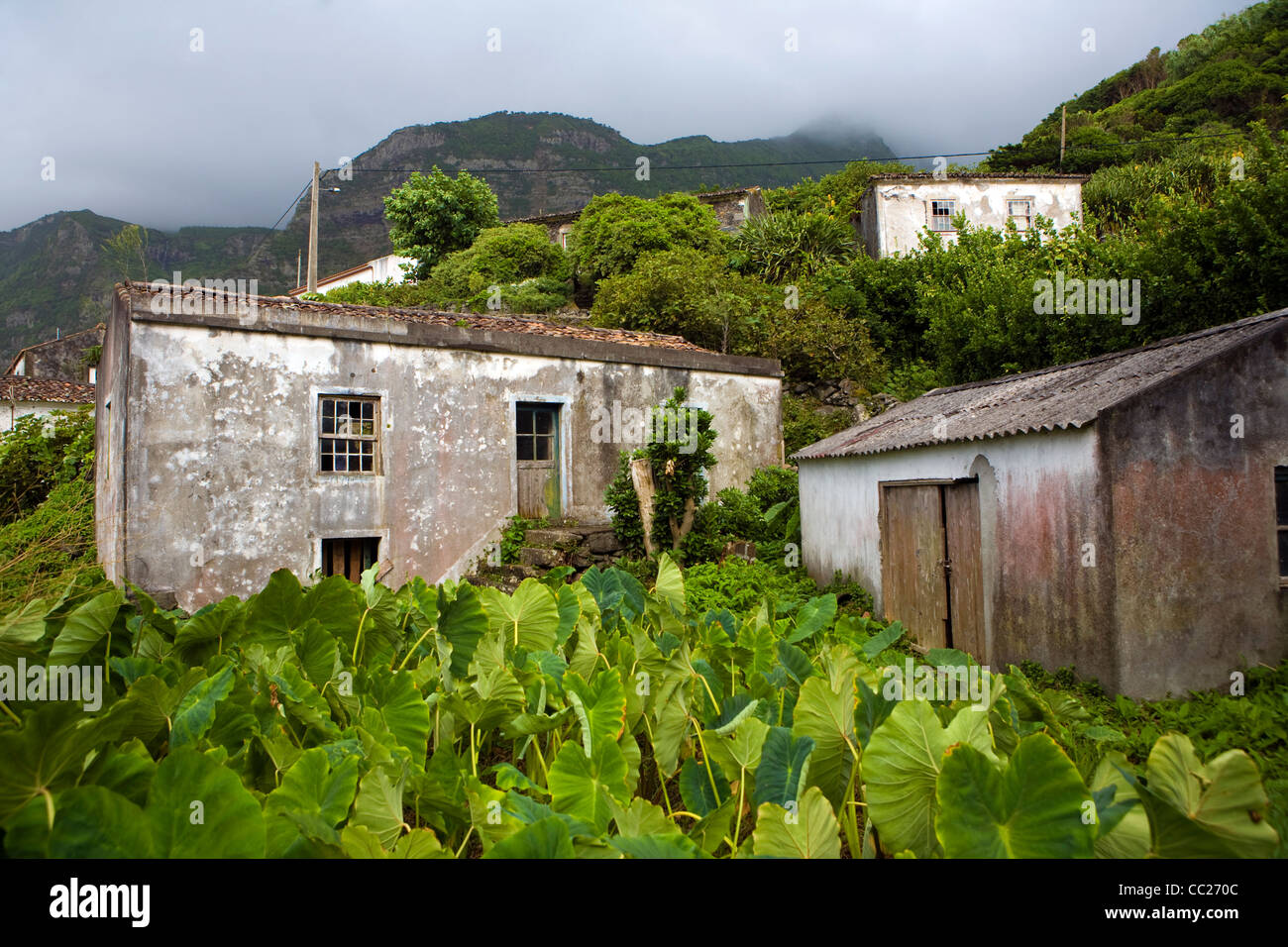 Granges à l'abandon dans un petit champ de cultures à Faja Grande sur l'île de Flores aux Açores. Banque D'Images