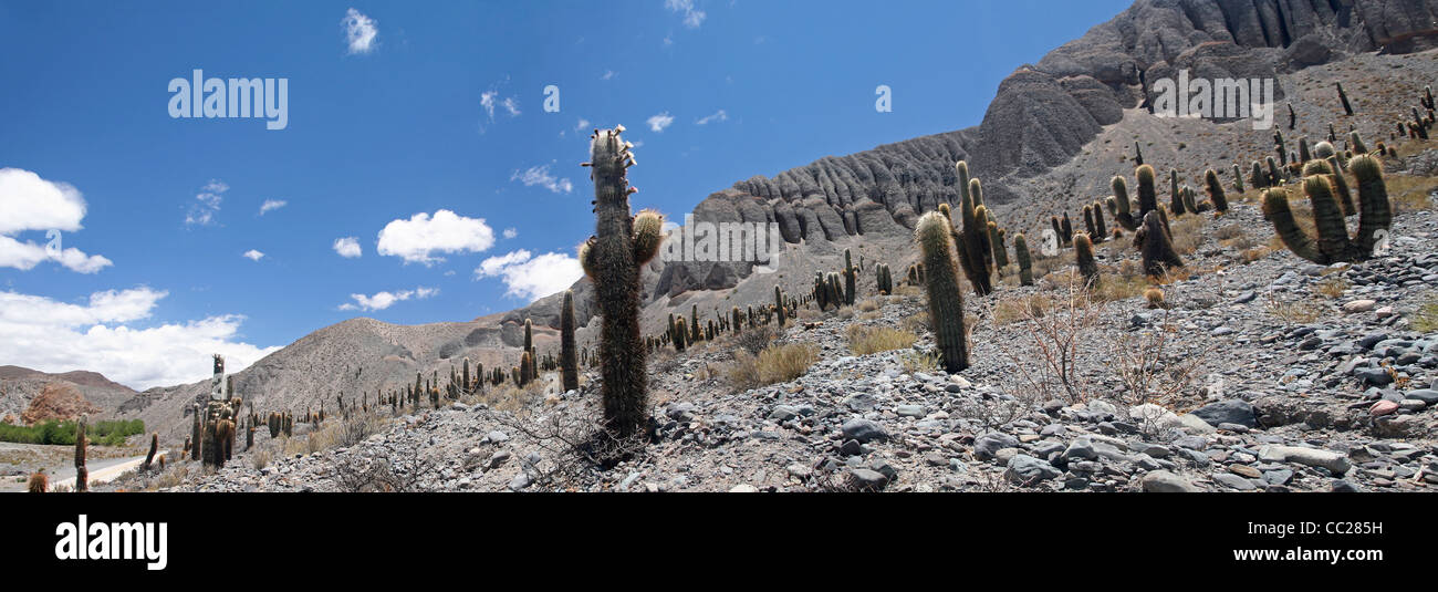 Le géant argentin Cereus (Echinopsis candicans) cactus dans la Quebrada del Toro, la province de Salta, Argentine Banque D'Images