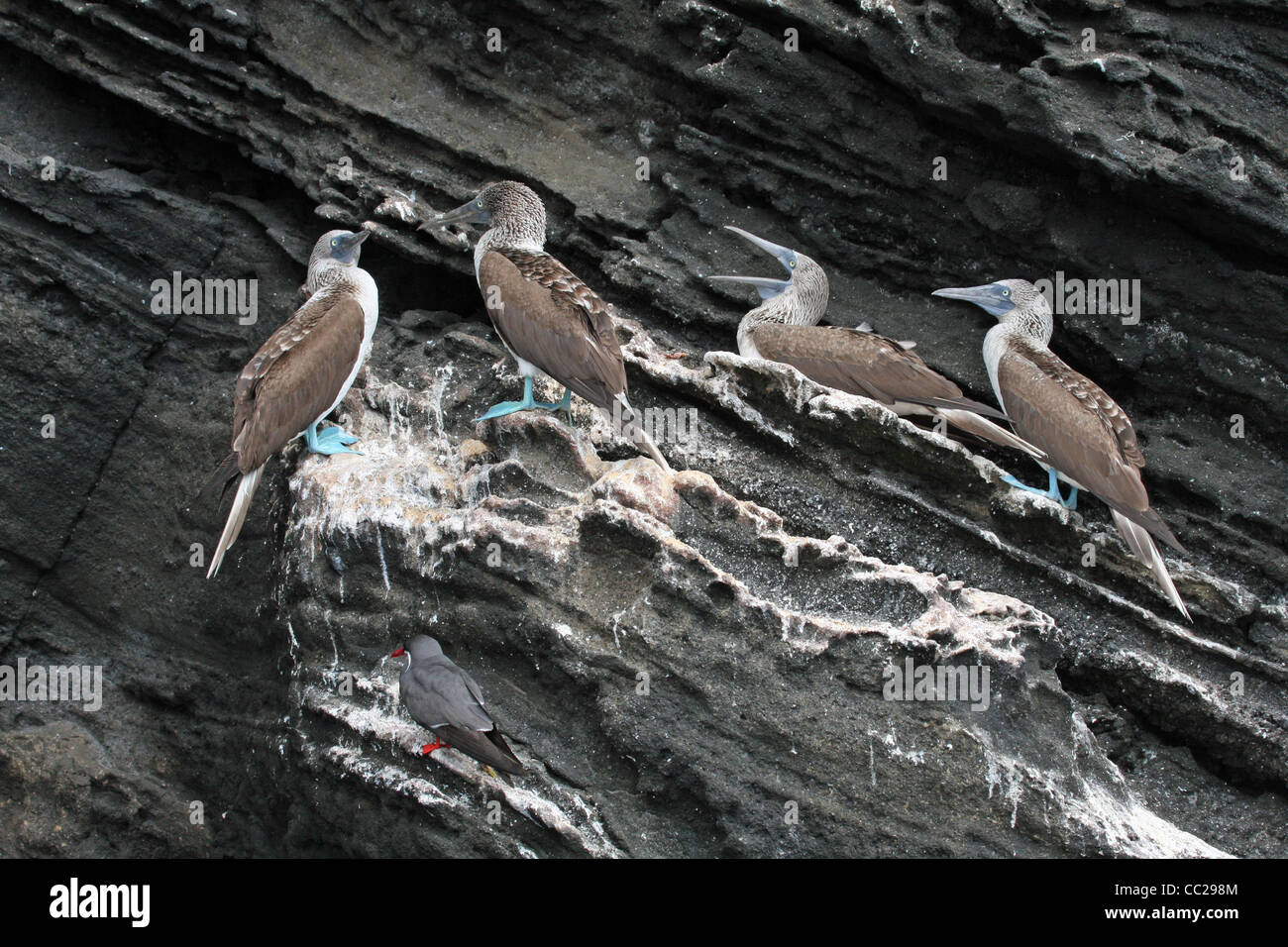 La sterne Inca de perchoirs au-dessous les fous à pattes bleues, Sapri, Galapagos - 'que la deuxième jamais enregistré dans l'observation des Galapagos Banque D'Images