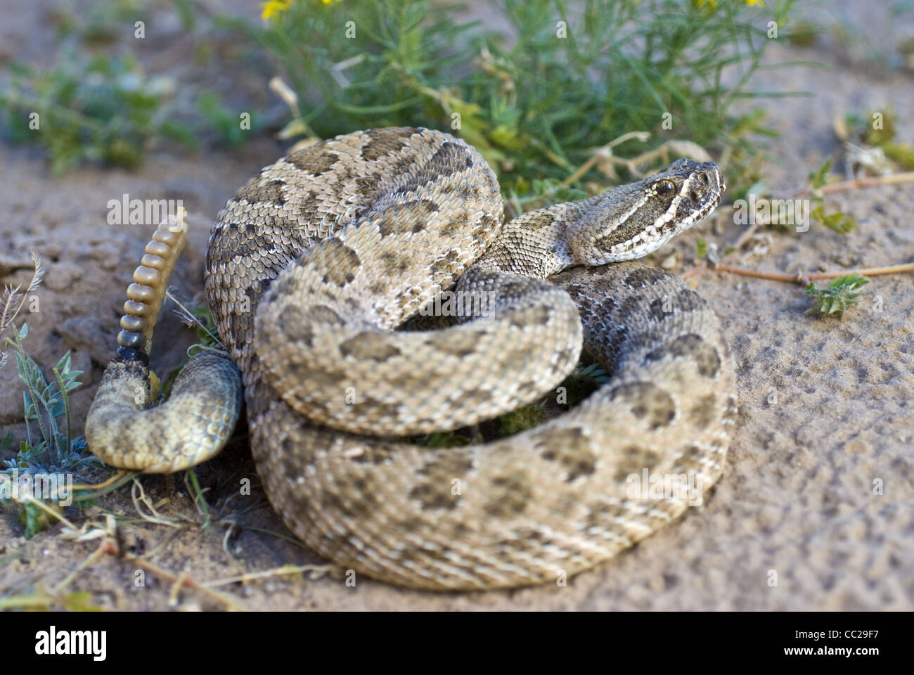 Crotale des Prairies, enroulés (Crotalus viridis), Valencia county, Nouveau Mexique, USA. Banque D'Images