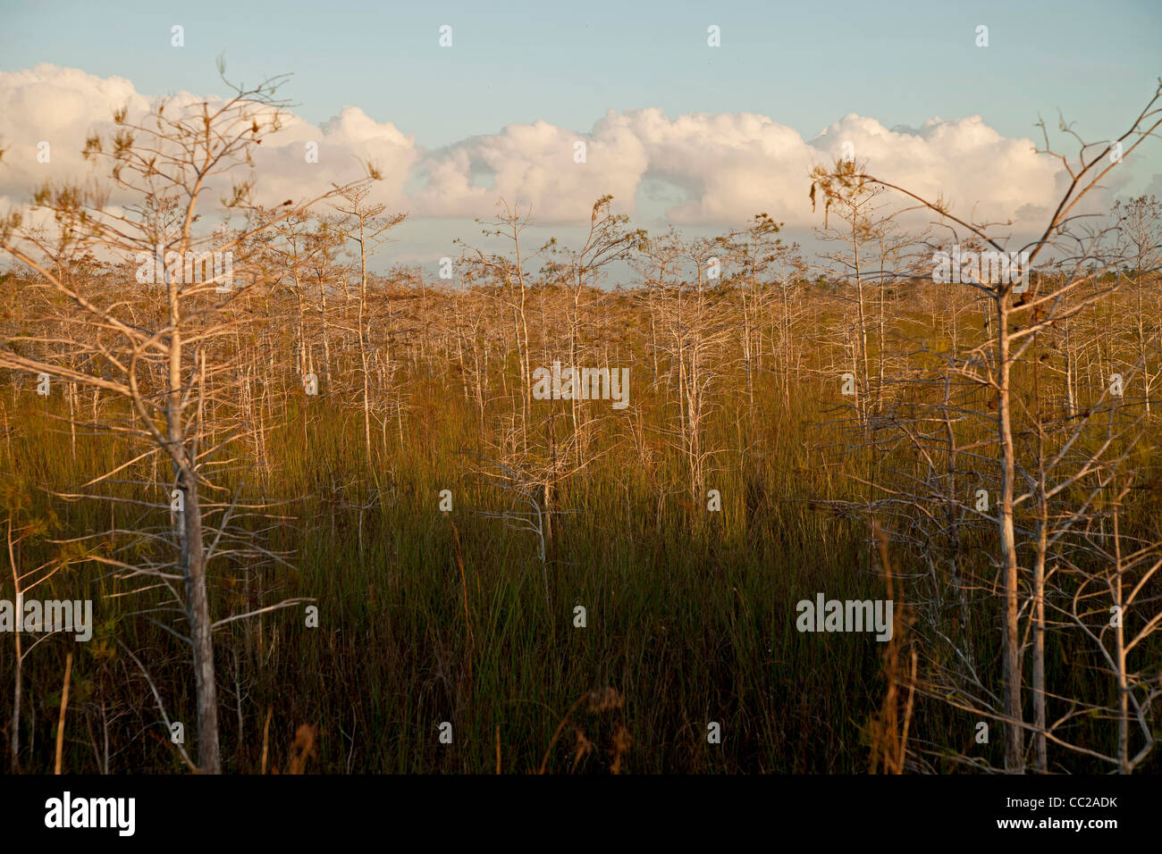 Marais typique paysage aux arbres du parc national des Everglades, Florida, USA Banque D'Images
