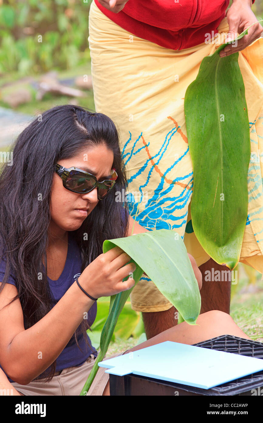 Visiteur femme tente main à faire un traditionnel lei, pas de fleurs mais à partir de feuilles de ti. Halawa Valley, Molokai, Hawaï Banque D'Images