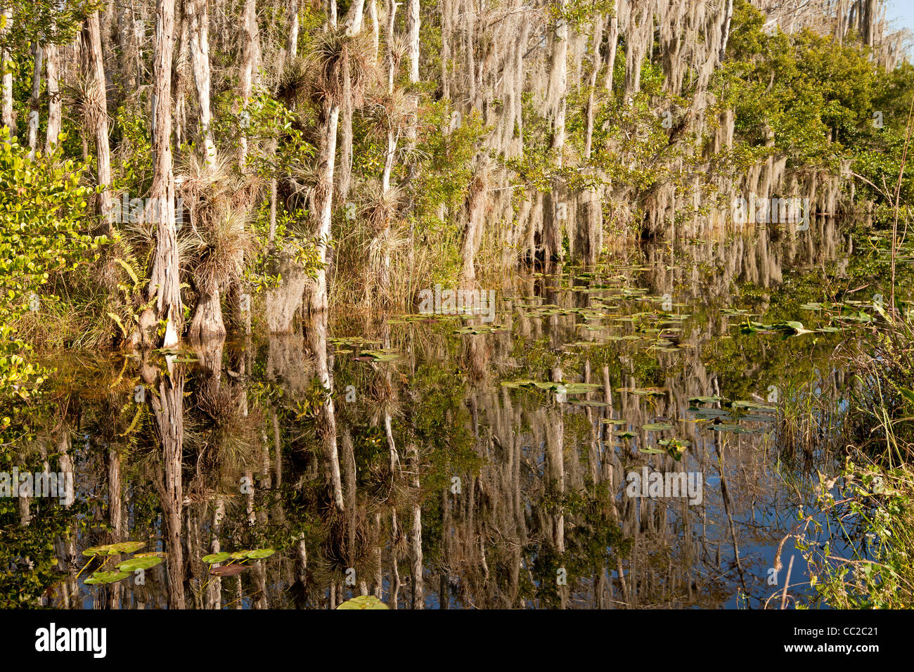 La végétation dense, la mousse espagnole dans le marais entre Big Cypress National Preserve et le Parc National des Everglades en Floride, USA Banque D'Images