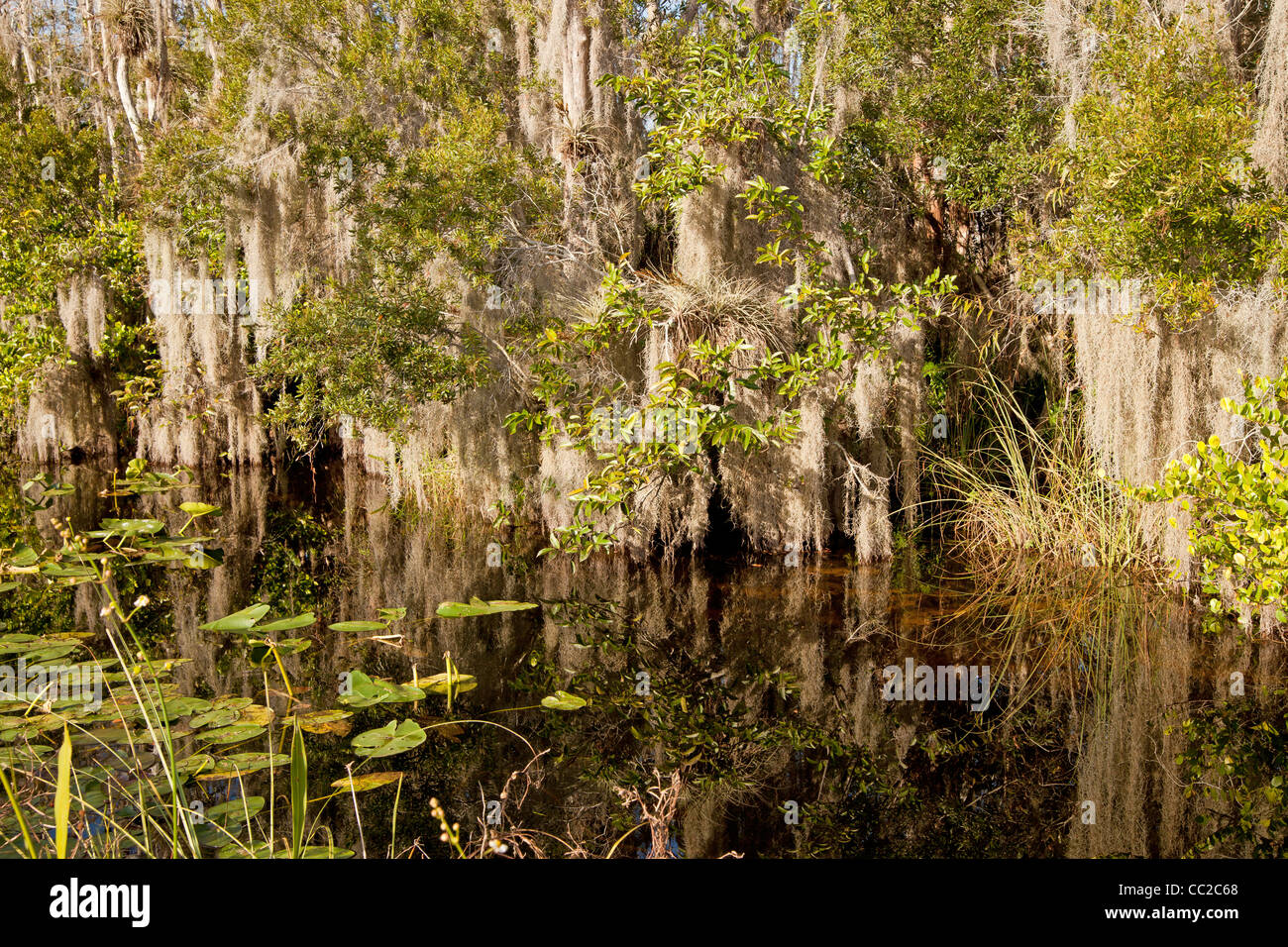 La végétation dense, la mousse espagnole dans le marais entre Big Cypress National Preserve et le Parc National des Everglades en Floride, USA Banque D'Images