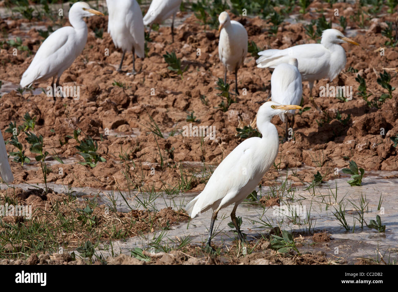 Héron garde-boeuf fraîchement arrosé les agriculteurs en terrain boueux inondées dans une oasis ville d'Égypte. Banque D'Images