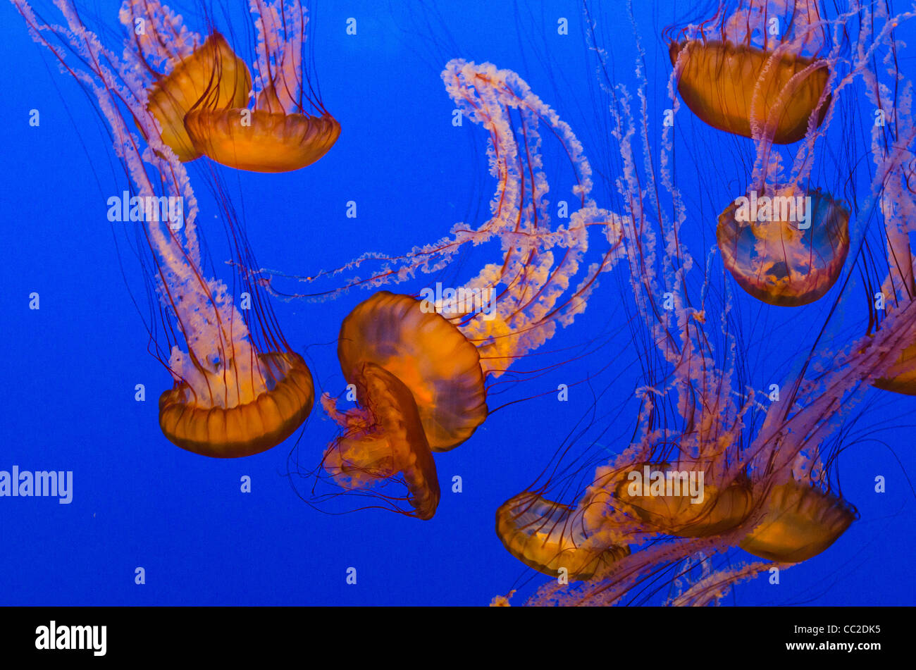 Chrysaora fuscescens est un flottant libre commun qui vit dans les scyphozoaires Océan Pacifique Banque D'Images
