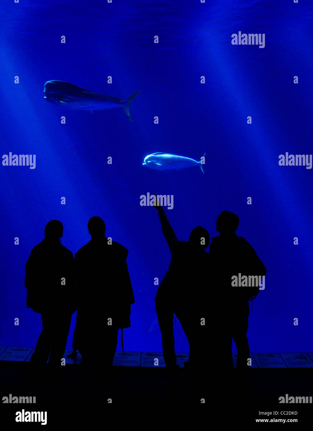 Sihouettes de personnes regardant un grand aquarium Banque D'Images