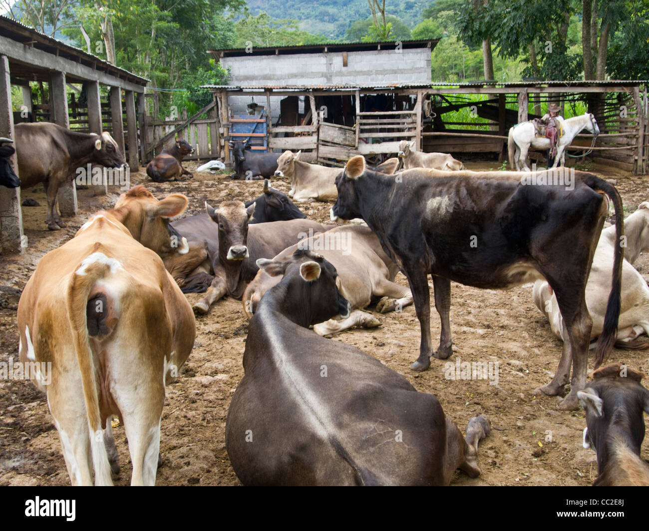 Troupeau de vaches laitières près de Santa Rosa de Copan Honduras Banque D'Images