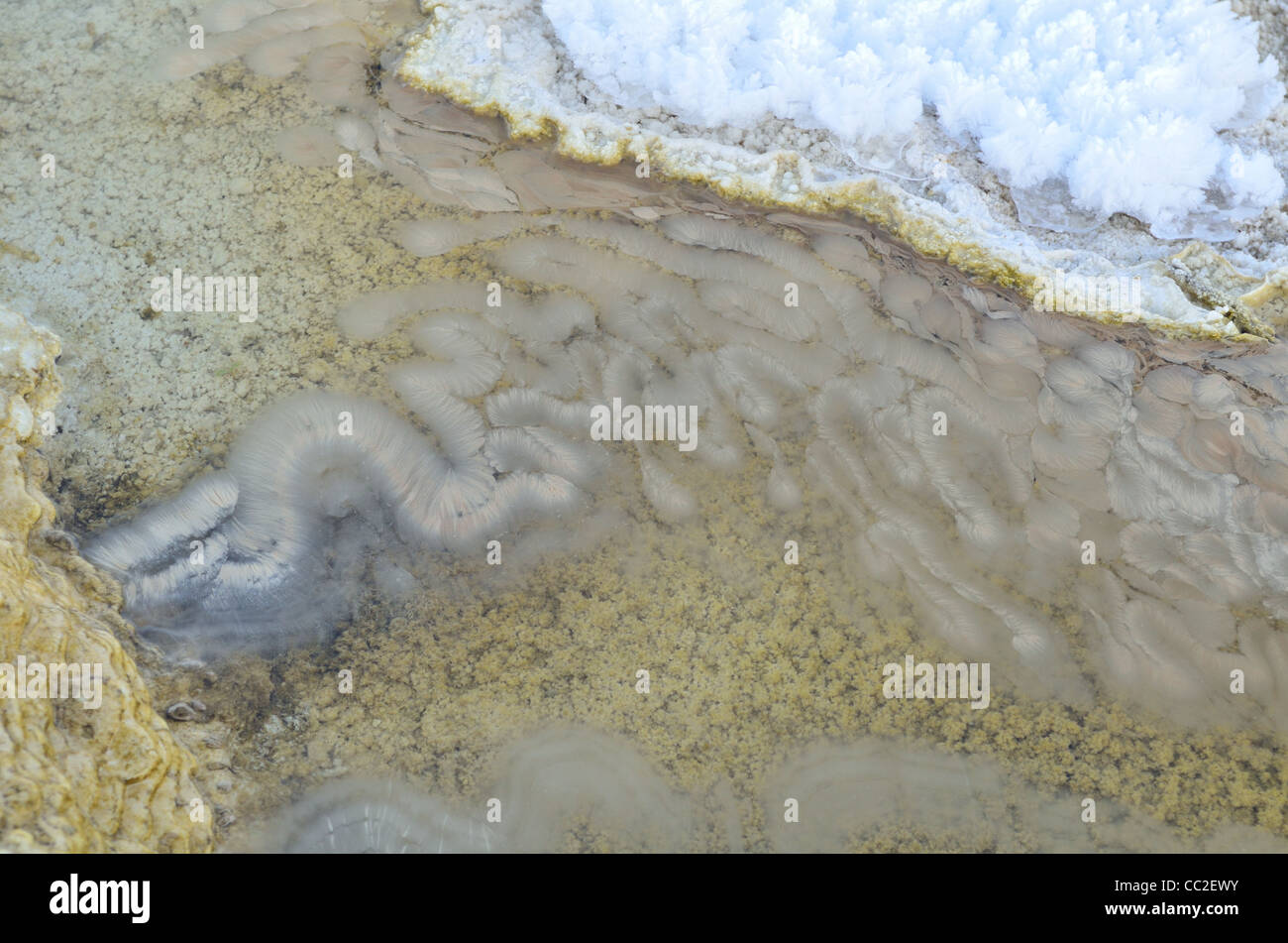 Chaîne de plus en plus de bactéries dans la piscine. Mammoth Hot Springs, Parc National de Yellowstone, Wyoming, USA Banque D'Images