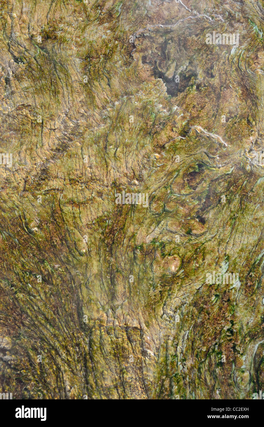 De plus en plus colorés les bactéries et les algues dans la piscine. Mammoth Hot Springs, Parc National de Yellowstone, Wyoming, USA Banque D'Images