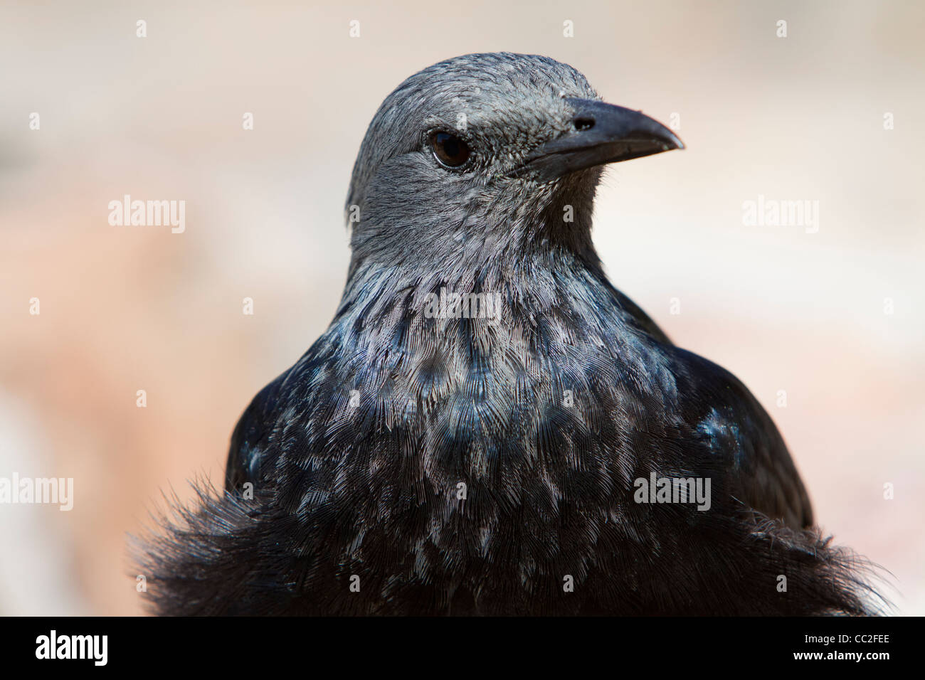 Une aile rouge Starling assis sur un rocher Banque D'Images