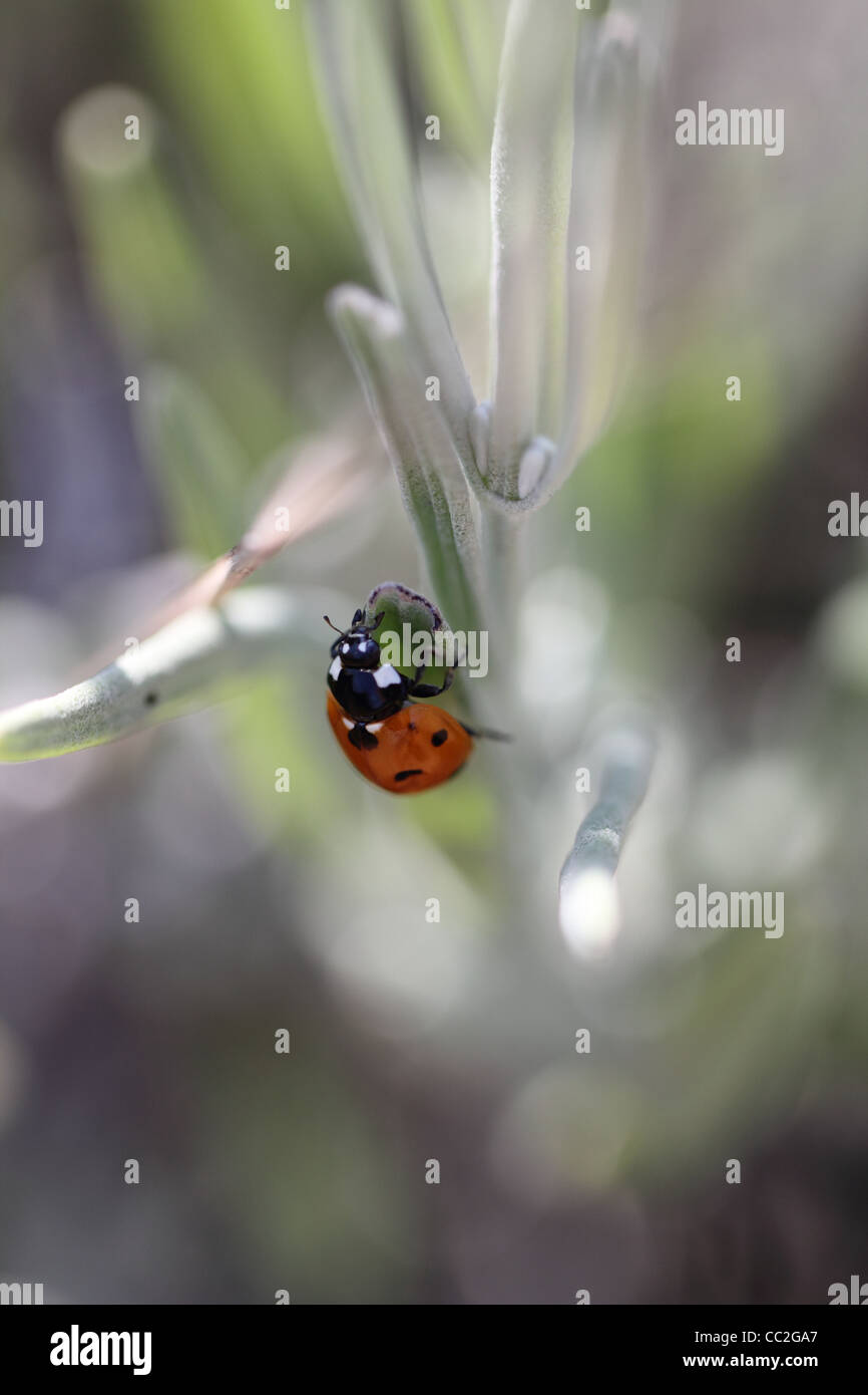 Ladybird on leaf Banque D'Images