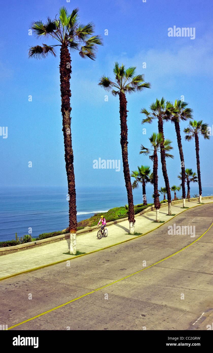 Palmiers sur le Malecon donnant sur le Pacifique Sud dans Barranco Lima Pérou Banque D'Images