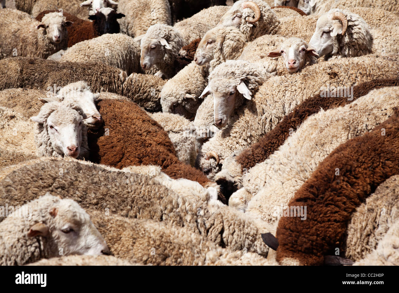 Arrosage des moutons à la ferme Banque D'Images