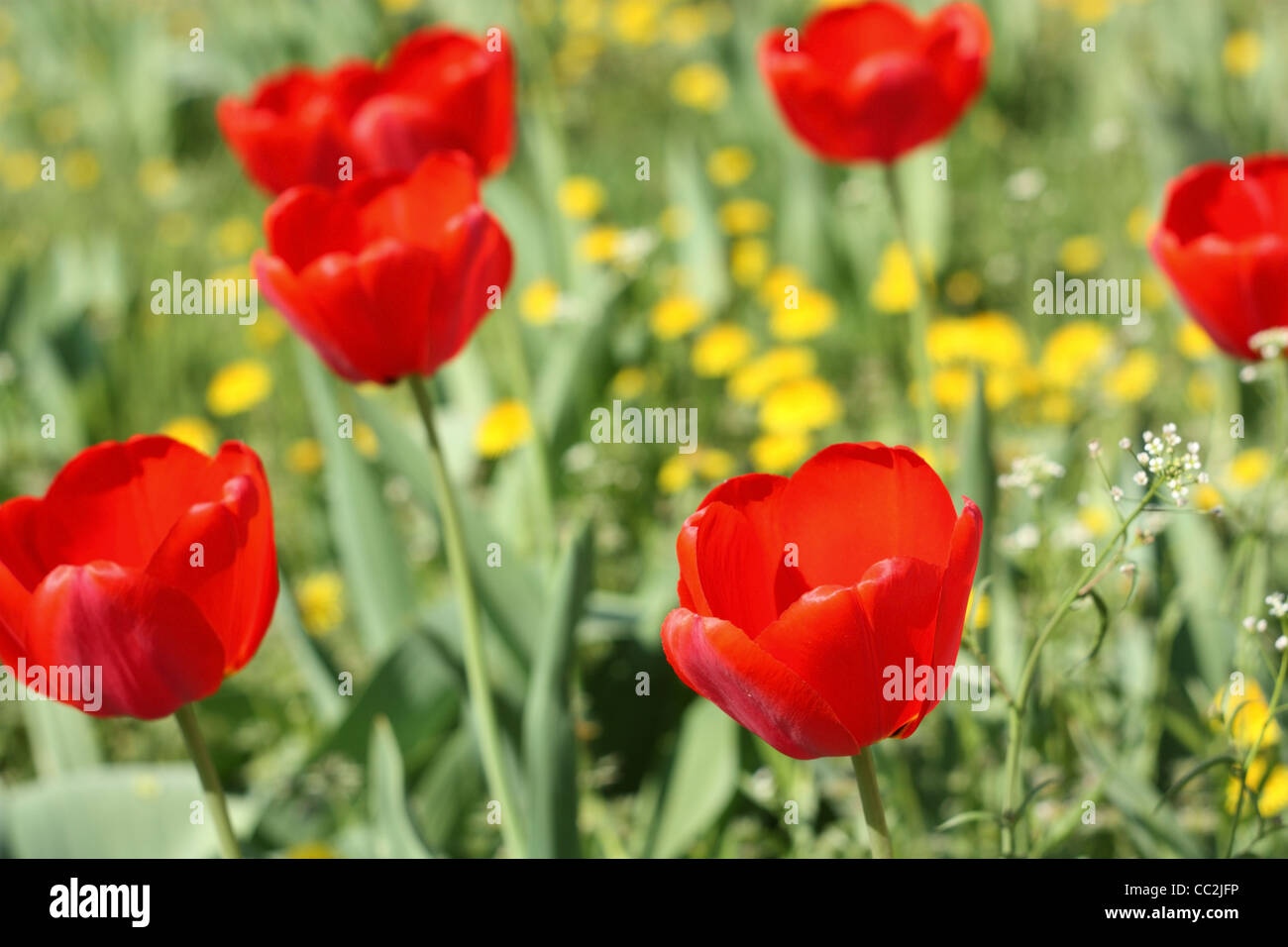 Les fleurs du printemps. Tulipes rouges close-up Banque D'Images