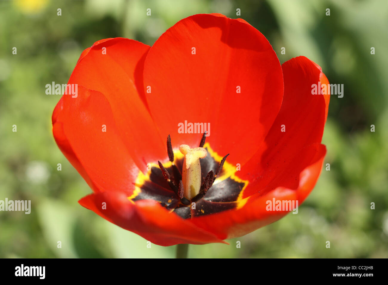 Les fleurs du printemps. Tulipe rouge close-up Banque D'Images