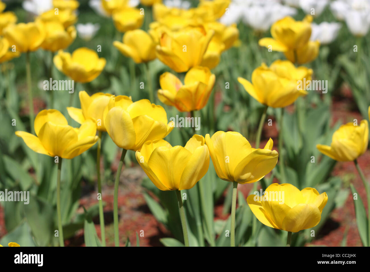 Fleurs de Printemps tulipes jaune.close-up Banque D'Images