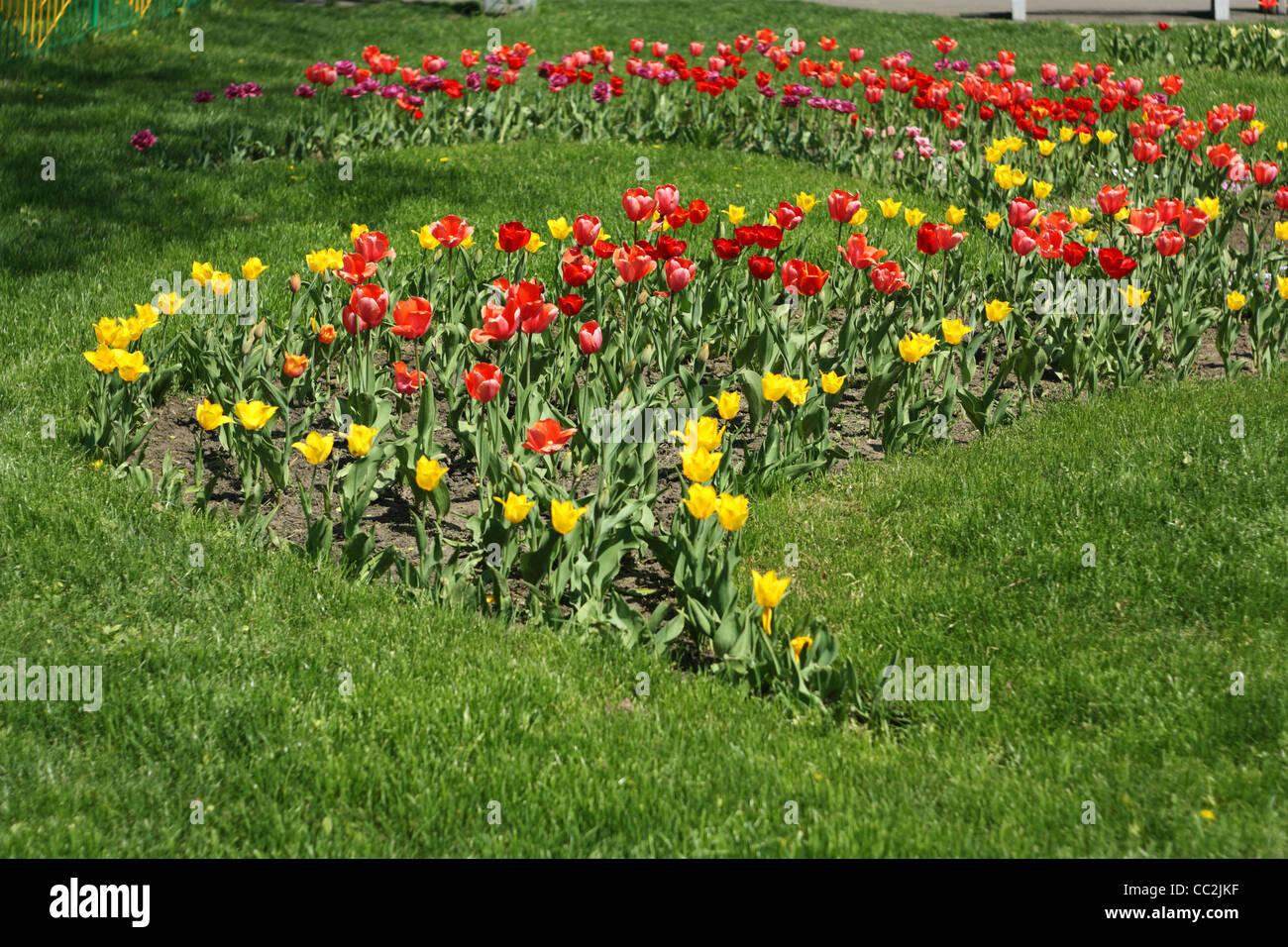 Les fleurs du printemps. Tulipes de couleurs différentes sur la pelouse Banque D'Images
