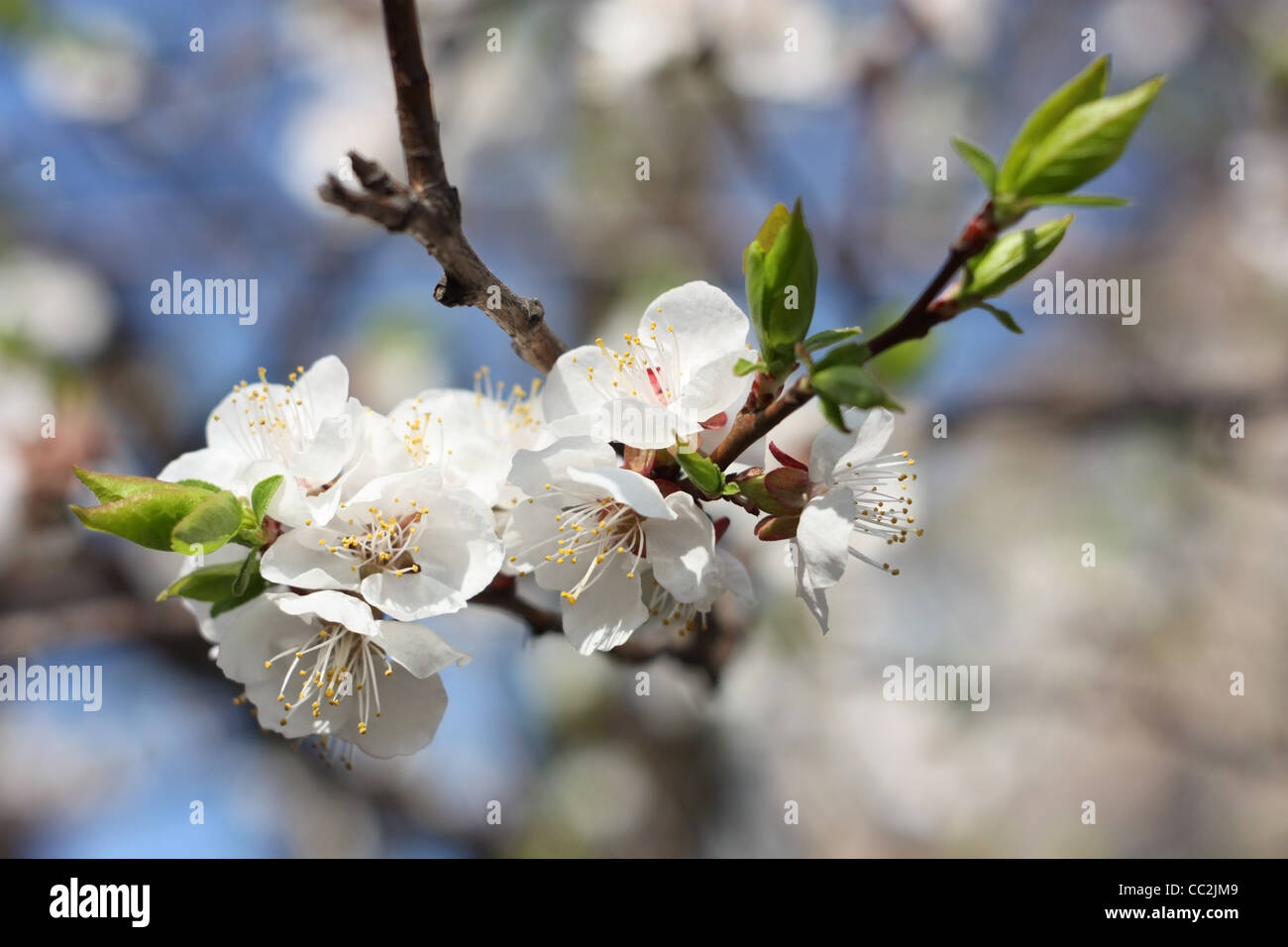 Au printemps. Branche de fleurs d'abricot, close-up Banque D'Images