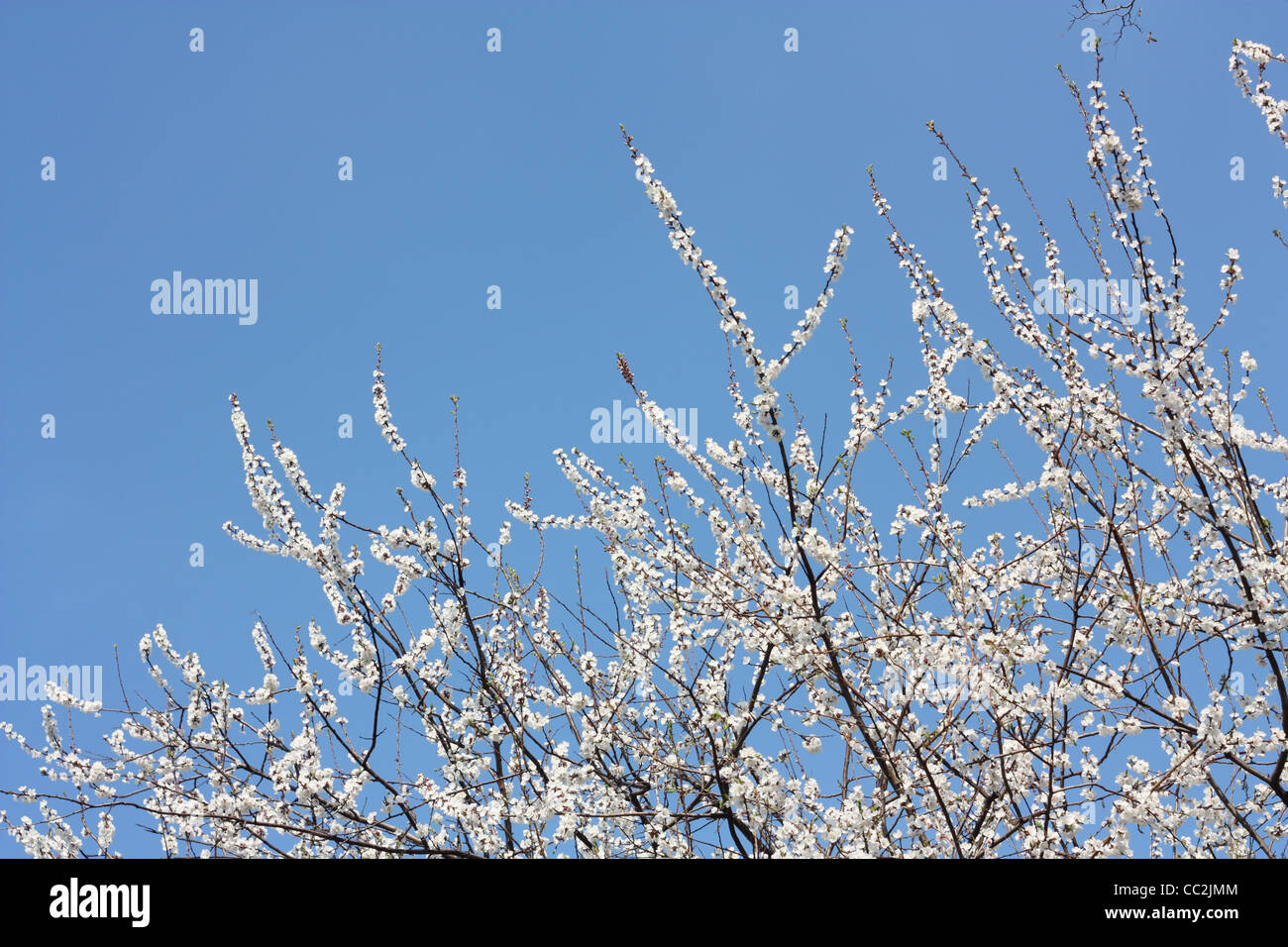 Au printemps. Branche de fleurs abricot skyline Banque D'Images