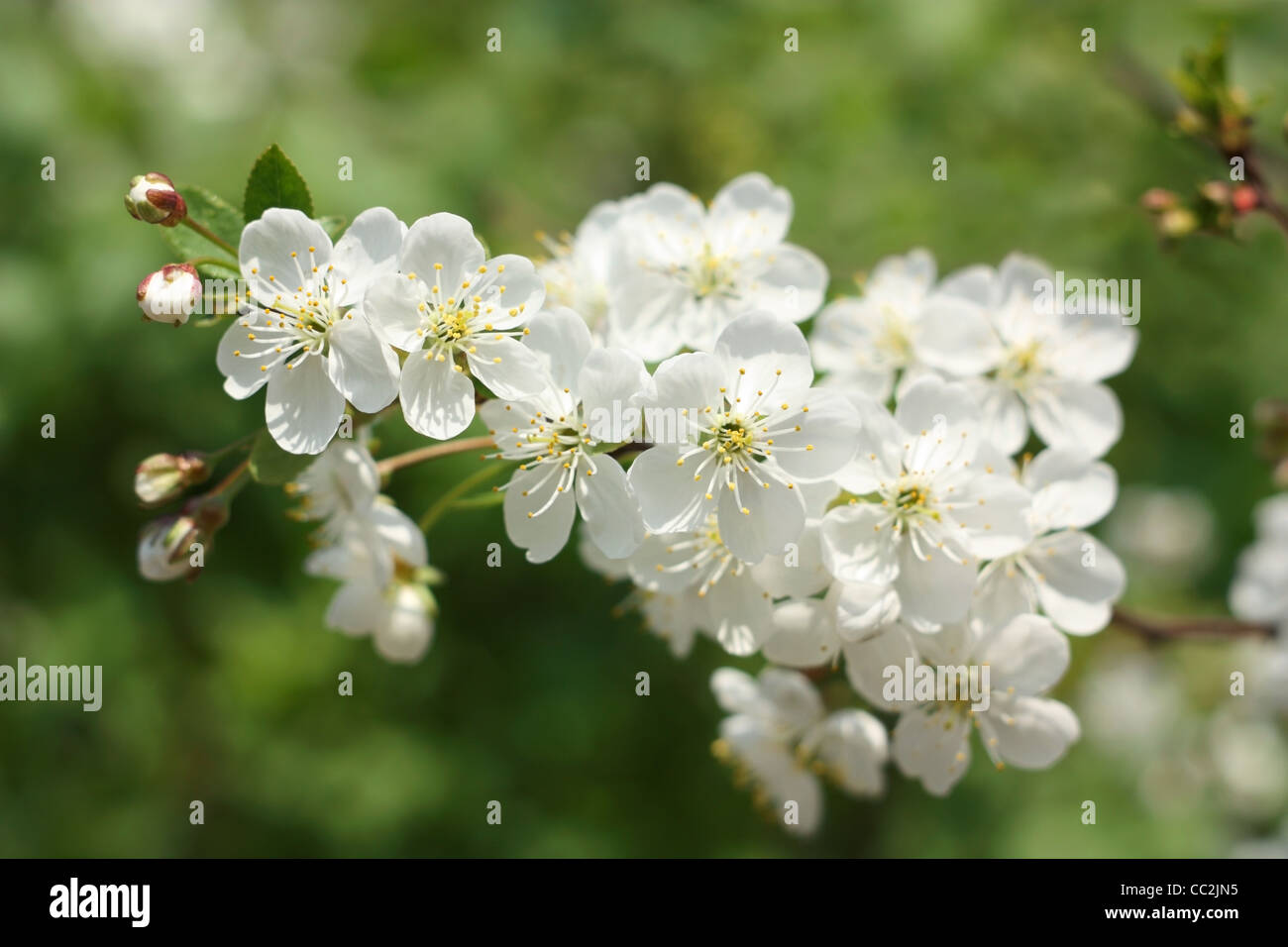 Au printemps. Branche de fleurs de cerisier, close-up Banque D'Images