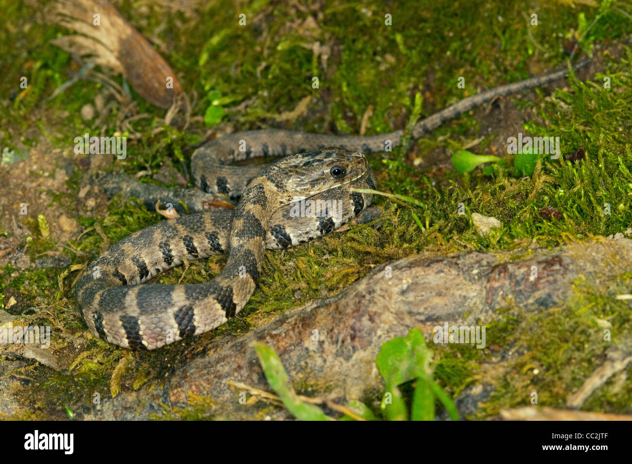 Blotched Serpent d'eau Nerodia erythrogaster transversa Flat Creek, près de Jenkins, Missouri, United States Banque D'Images