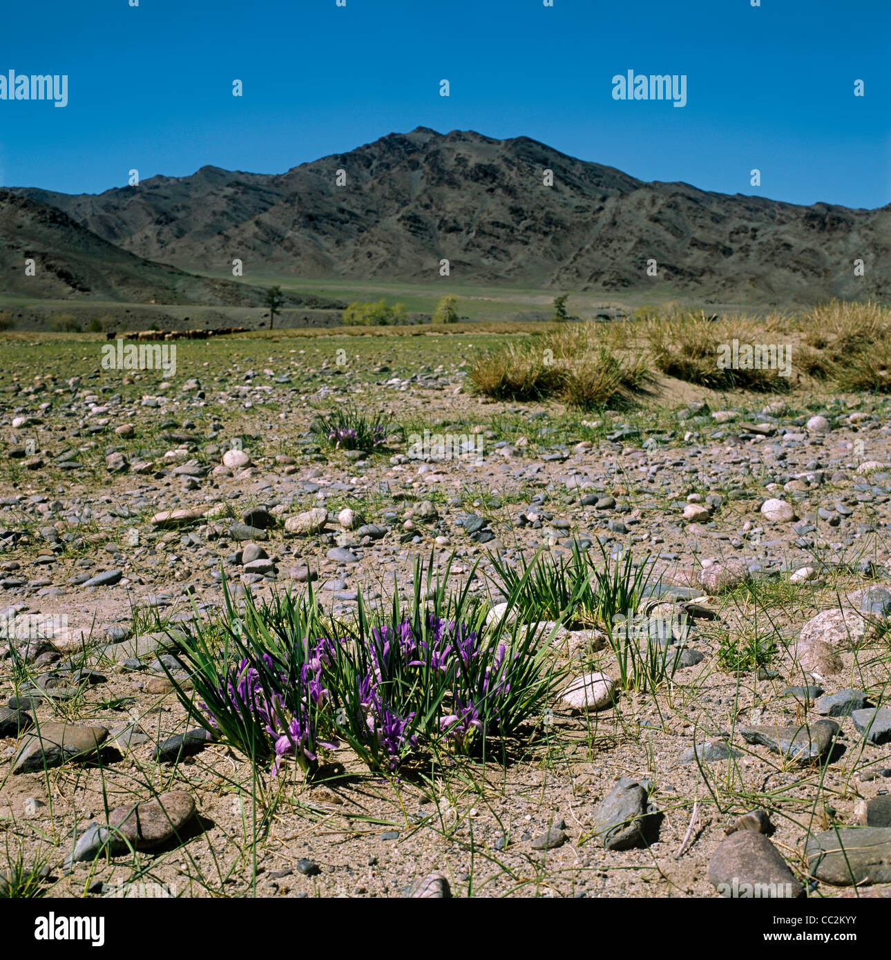 Iris fleurs dans la steppe près de Tsengel. À l'ouest de la Mongolie. La vallée de la rivière Khovd Banque D'Images