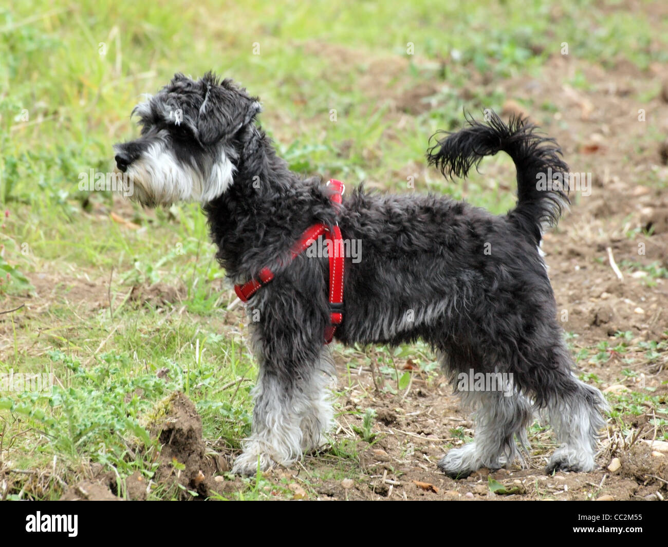 Un jeune Schnauzer miniature, avec queue et oreilles de la station d'alerte, se dresse dans un cadre rural. Banque D'Images