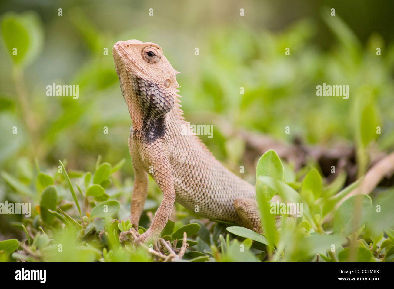 Oriental garden lizard, Ranthambore Inde Banque D'Images